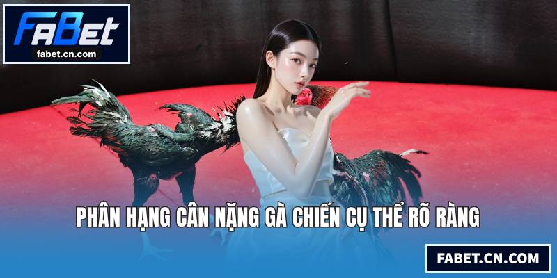 Phân hạng cân nặng gà chiến cụ thể rõ ràng